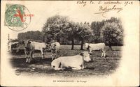 En Bourbonnais, Le Pacage, Kühe auf der Weide beim Grasen