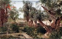 Jerusalem Israel, Garden of Gethsemane, Blick in den Garten, Vegetation