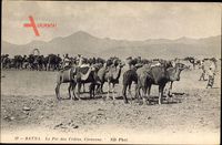 Batna Algerien, Le Pic des Cèdres, Caravanne, Kamele, Neurdein
