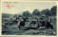 Schierke Wernigerode, Blick auf das Oberdorf, Rinder auf der Weide, Stengel