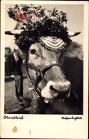 Almabtrieb, Kuh mit Blumenkranz auf dem Kopf, Geweih