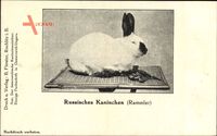 Russisches Kaninchen, Rammler, Hase, Rassezucht