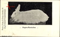 Angora Kaninchen, Hase, Rassezucht, Weißes Fell