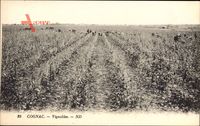 Cognac Charente, Vignobles, Landarbeiter bei der Feldarbeit
