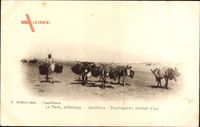 Casablanca Marokko, Bourriquotiers porteurs deau, Esel mit Wasserbehältern