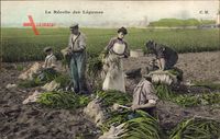 La Récolte des Légumes, Gemüseernte, Landwirte, Frankreich