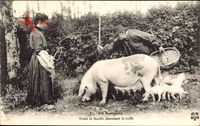 En Périgord, Toute la famille cherchant la truffe, Trüffelschweine,Frankreich
