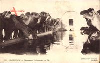 Kairouan Tunesien, Chameaux à lAbreuvoir, Kamele trinken