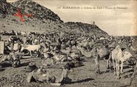 Marrakesch Marokko, Colonne du Souss, Convoi de Chameaux